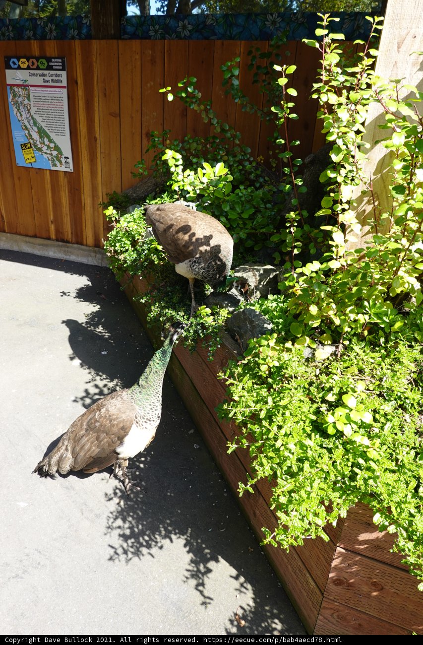 Feathered Friends