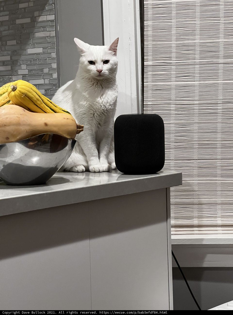 The White Cat and Its Apple Homepod