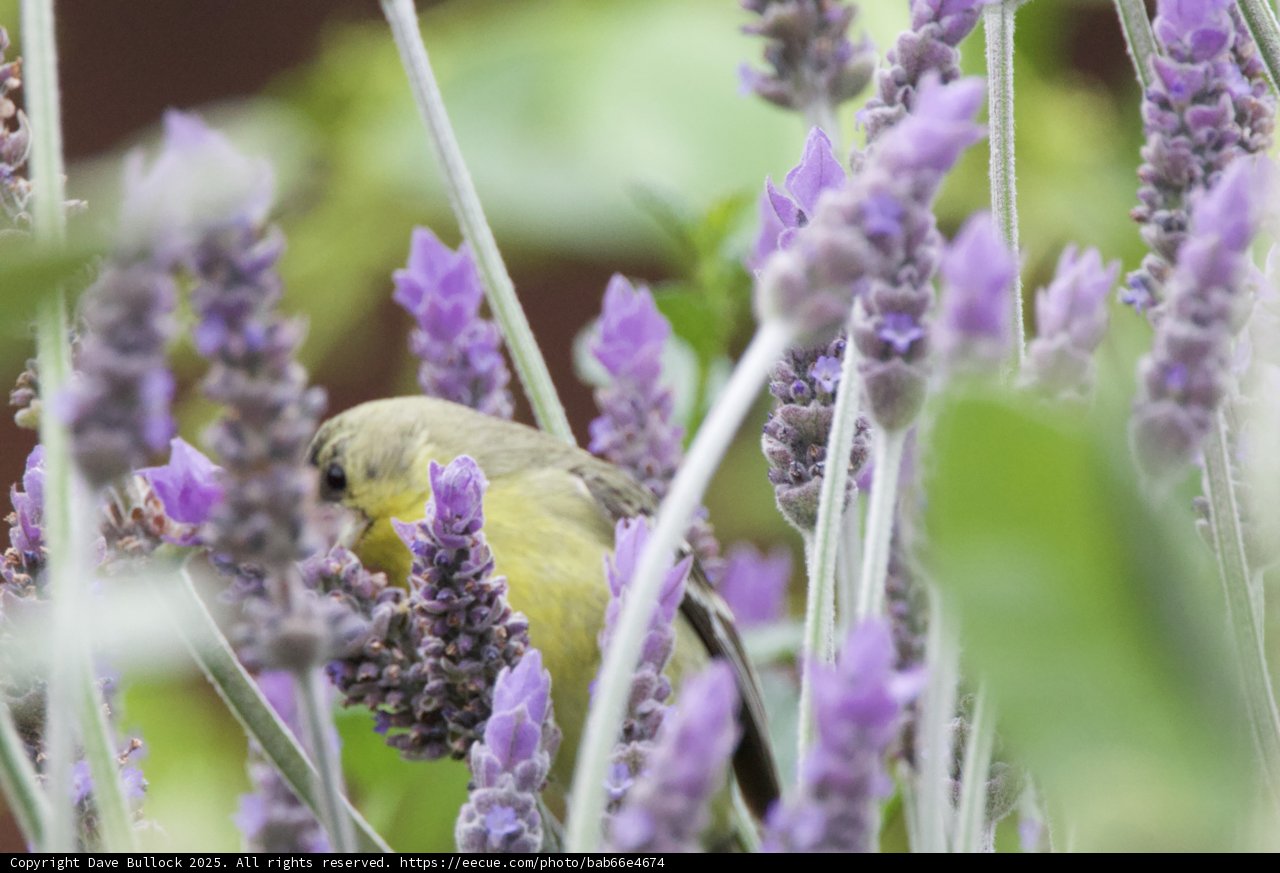 Serenity Among the Lavender