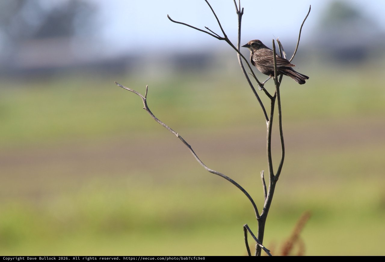 Small Bird Perched on Bare Branch in Wetlands