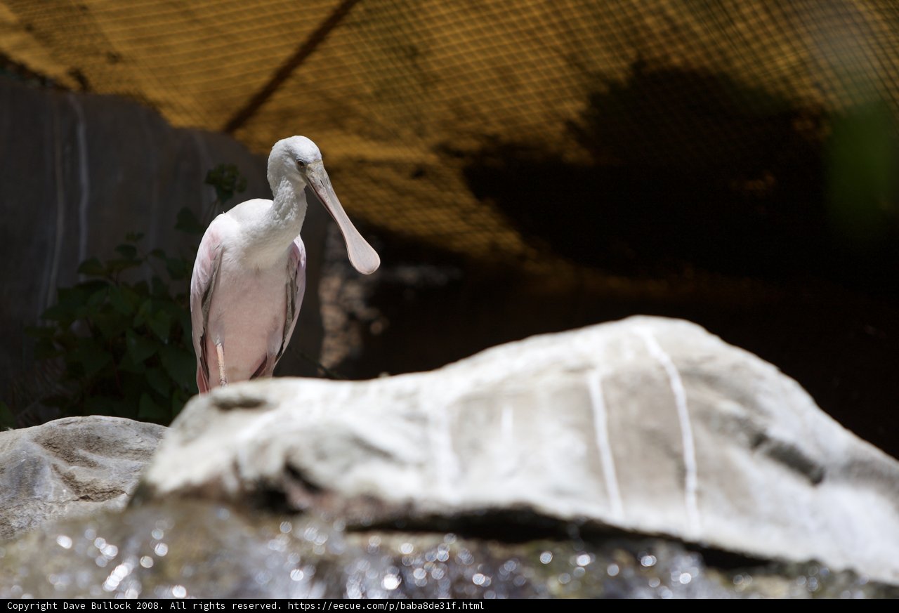 Graceful Waterfowl in the Wild