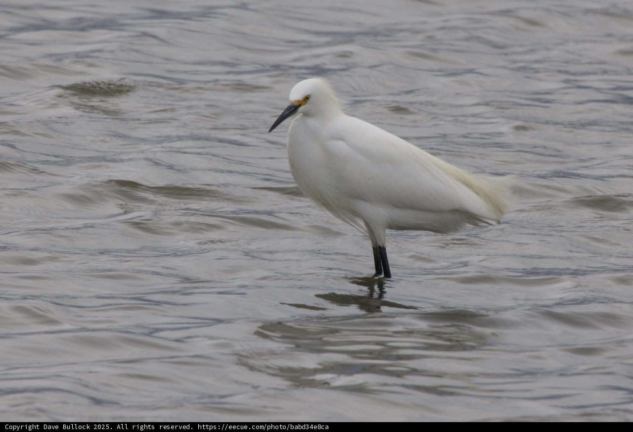 Graceful Sentinel of the Shallows