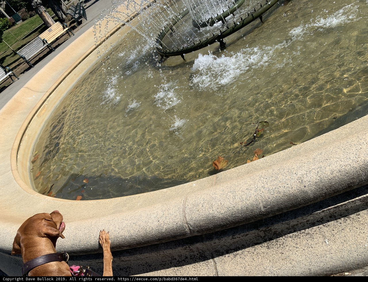 The Curious Canine at the Fountain