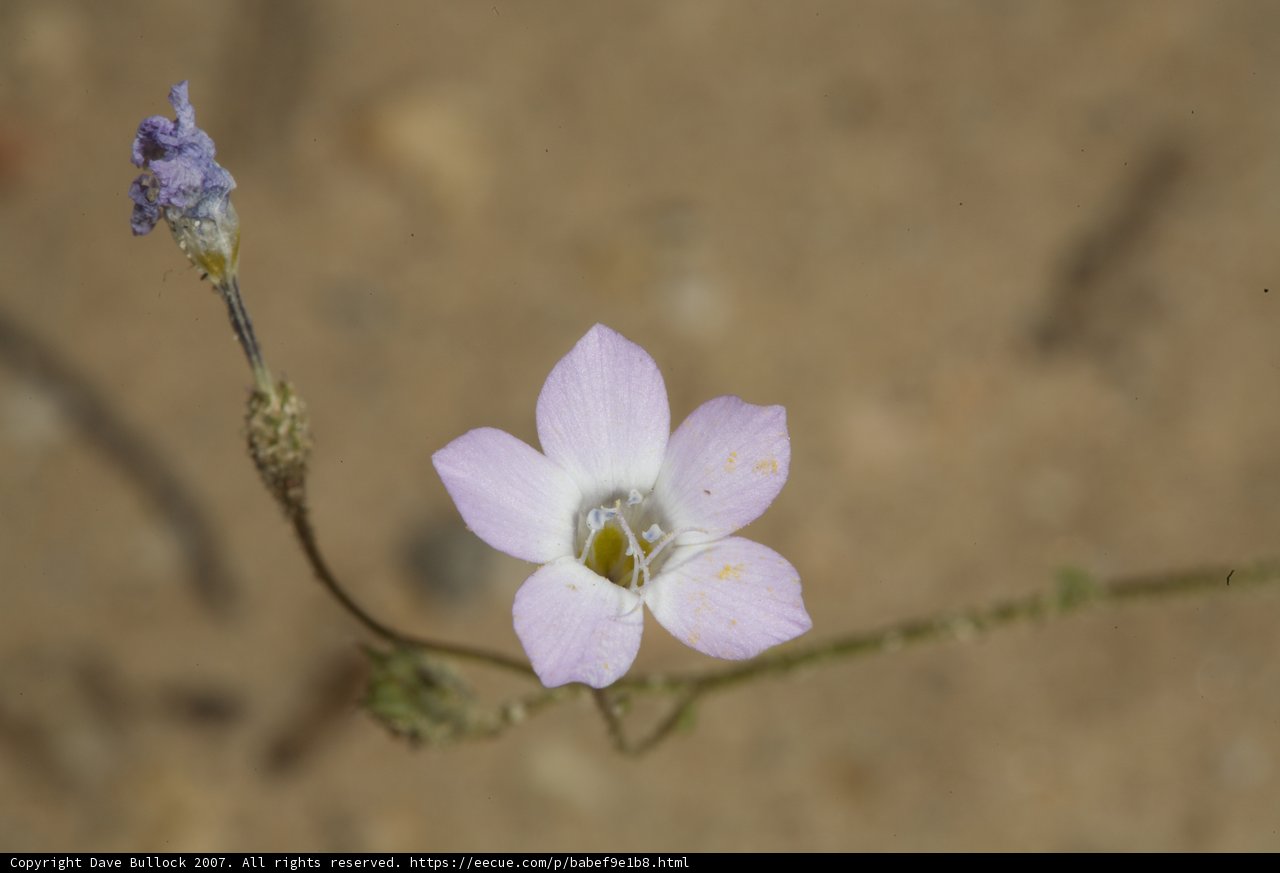 Purple Geranium Blossom