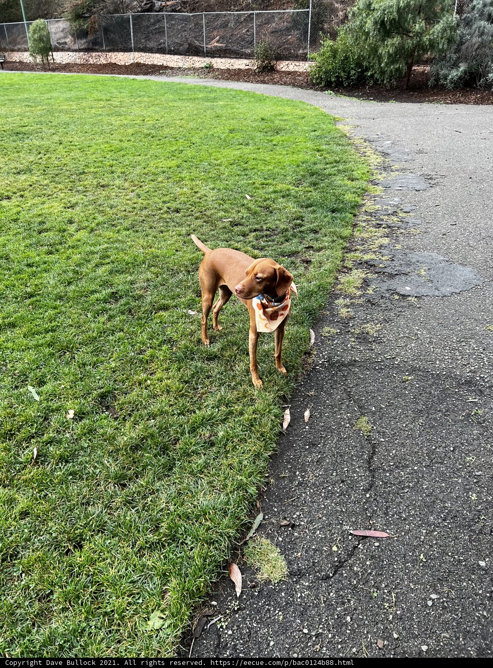 A Canine's Playtime in the Park