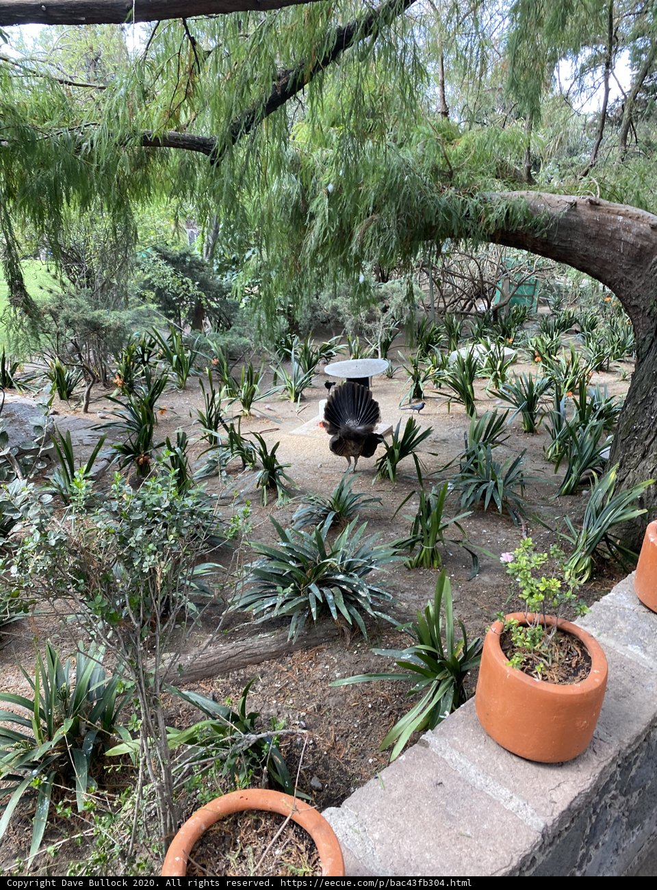 The Majestic Tree and its Lush Surroundings