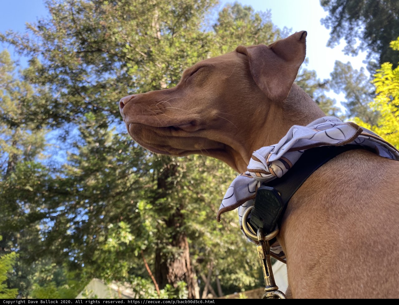 Pup exploring the woodland