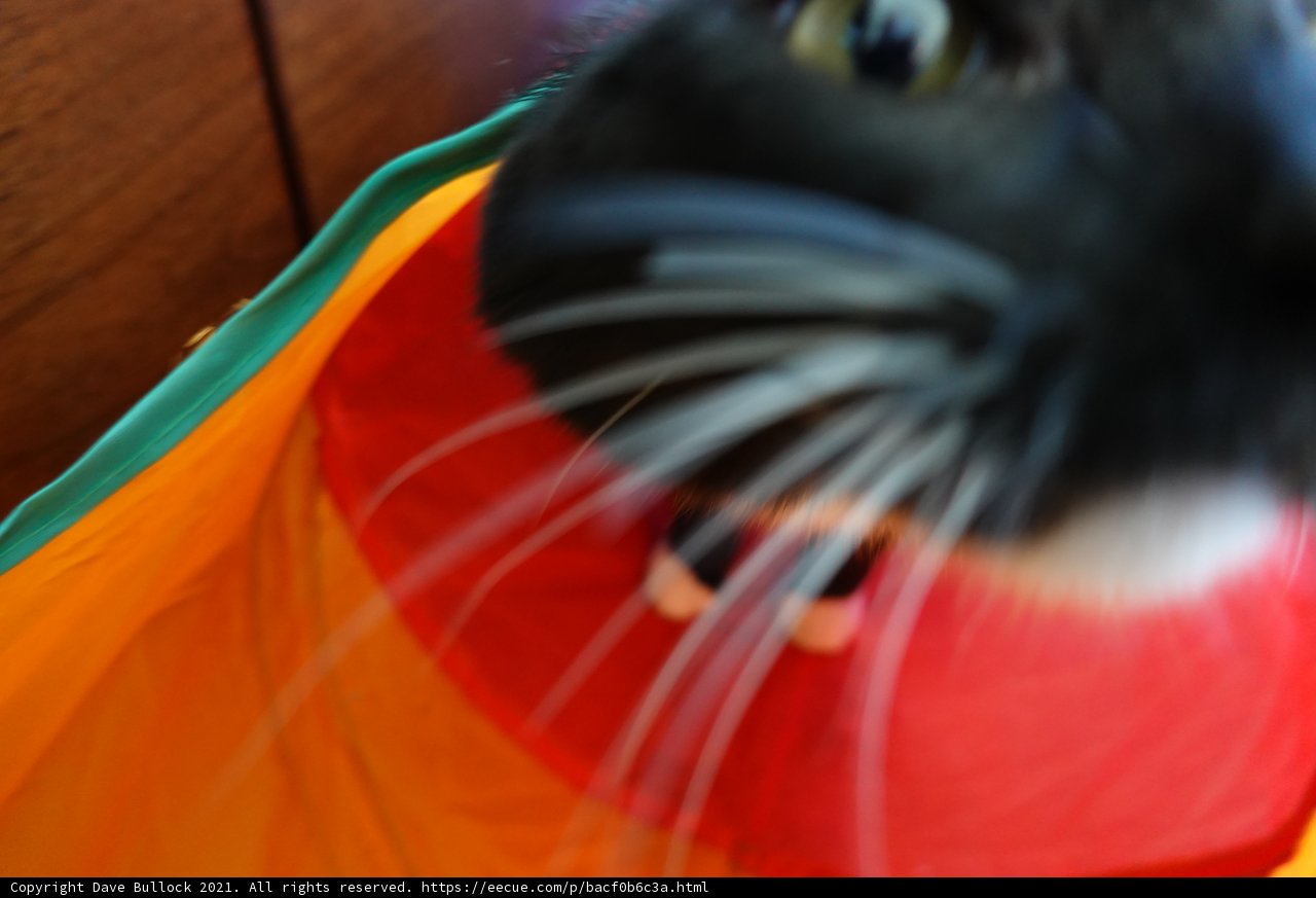 Feline Friend