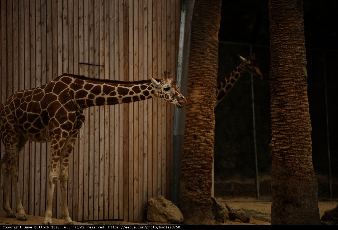 Oakland Zoo's Long-Necked Resident
