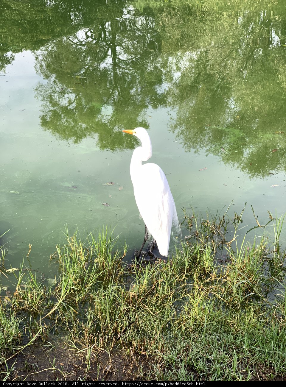 Heron at the Pond