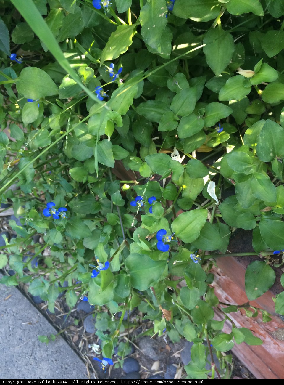 Blueberry Bush in Bloom