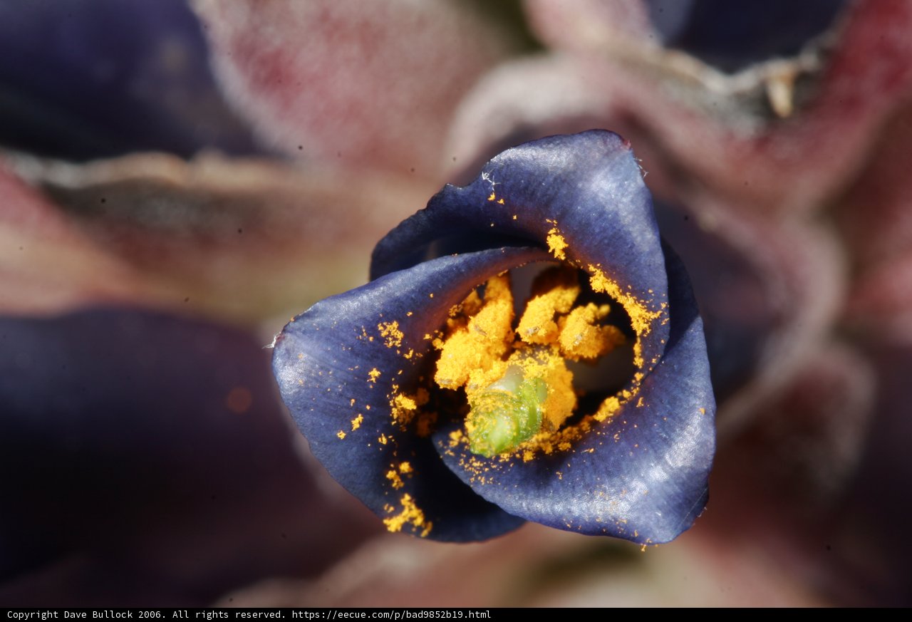 Blue Flower Bursting with Yellow Pollen