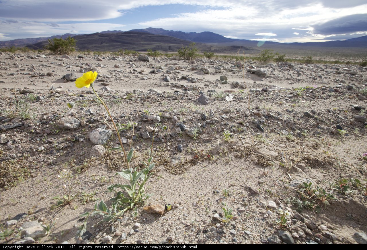A Yellow Bloom in the Heart of the Desert