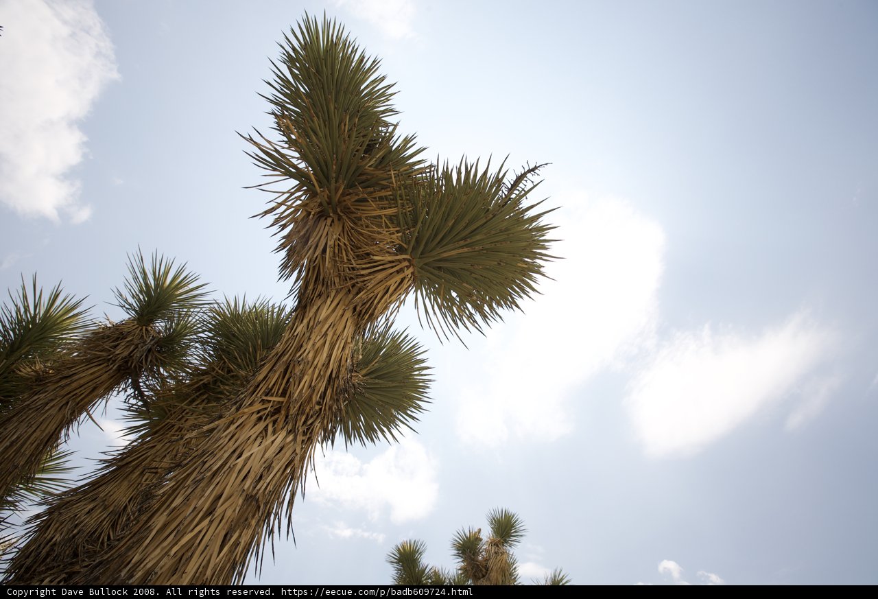 Majestic Palm Tree Reaching for the Sky