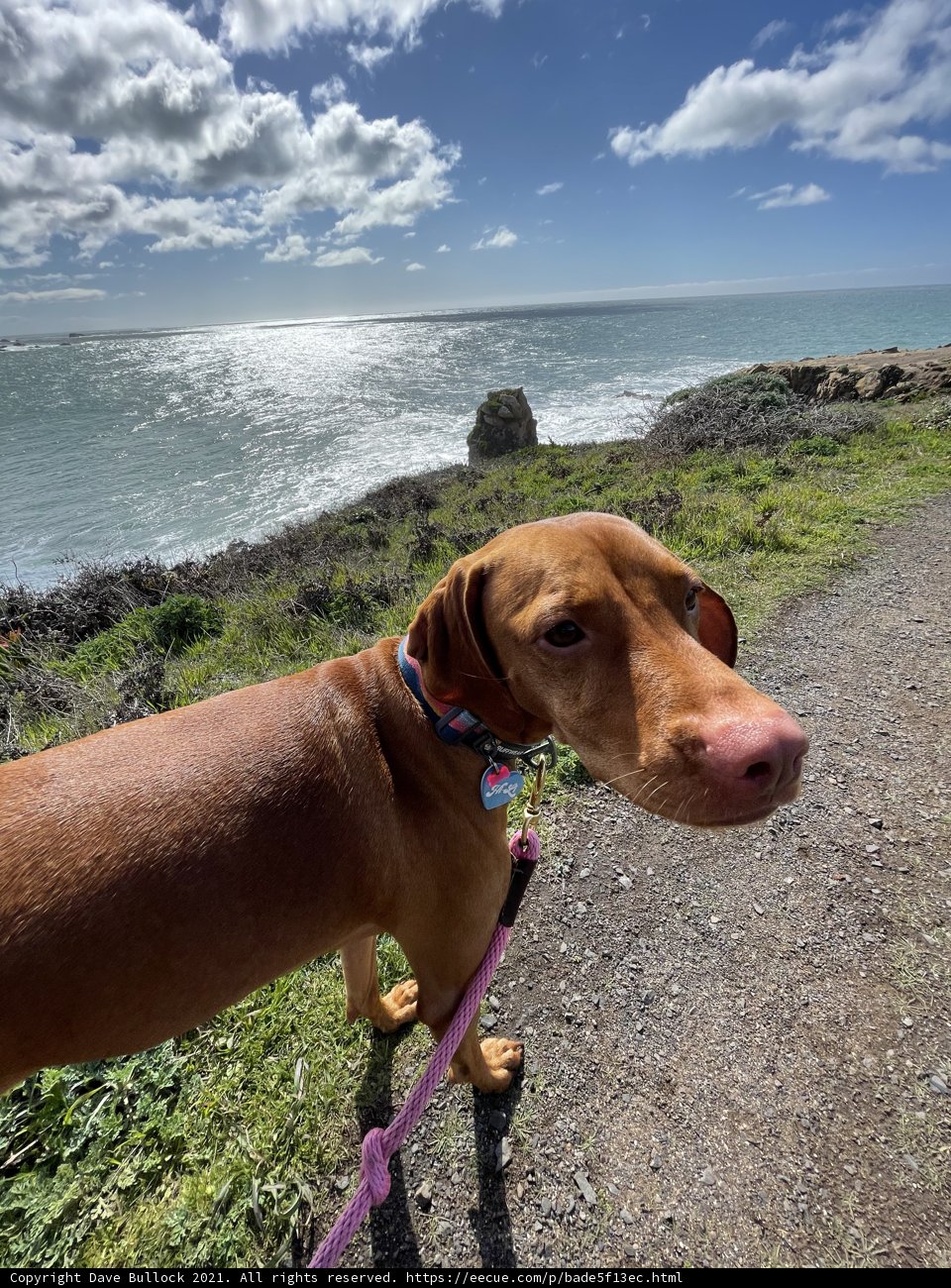 A Vizsla on the Beach