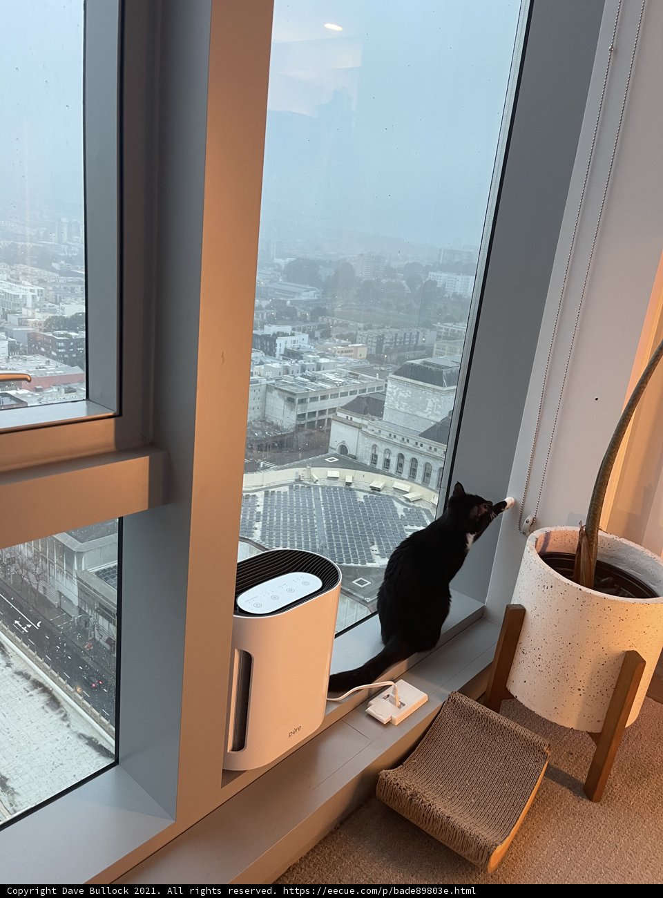 Urban Cat on Windowsill