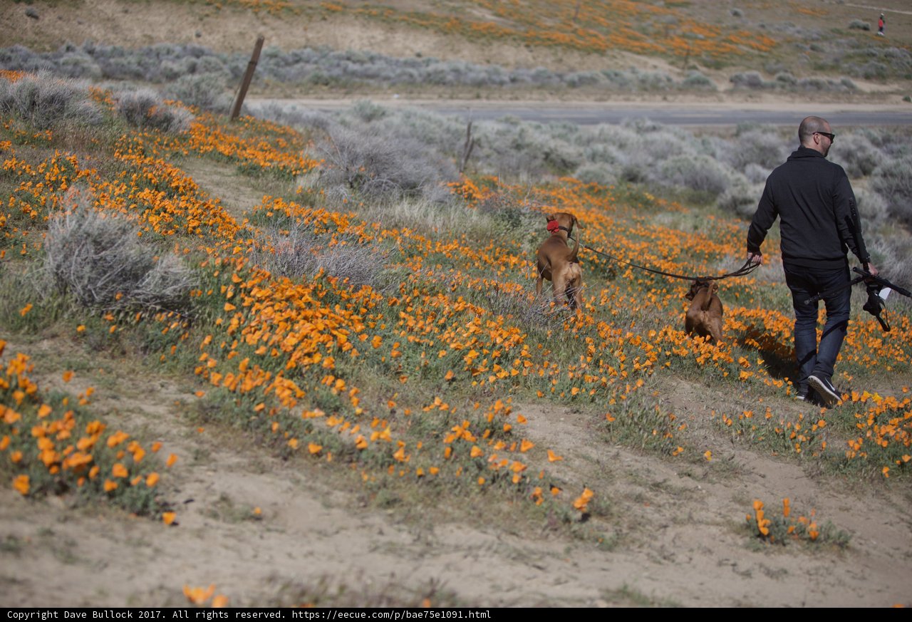 Walking the Poppies