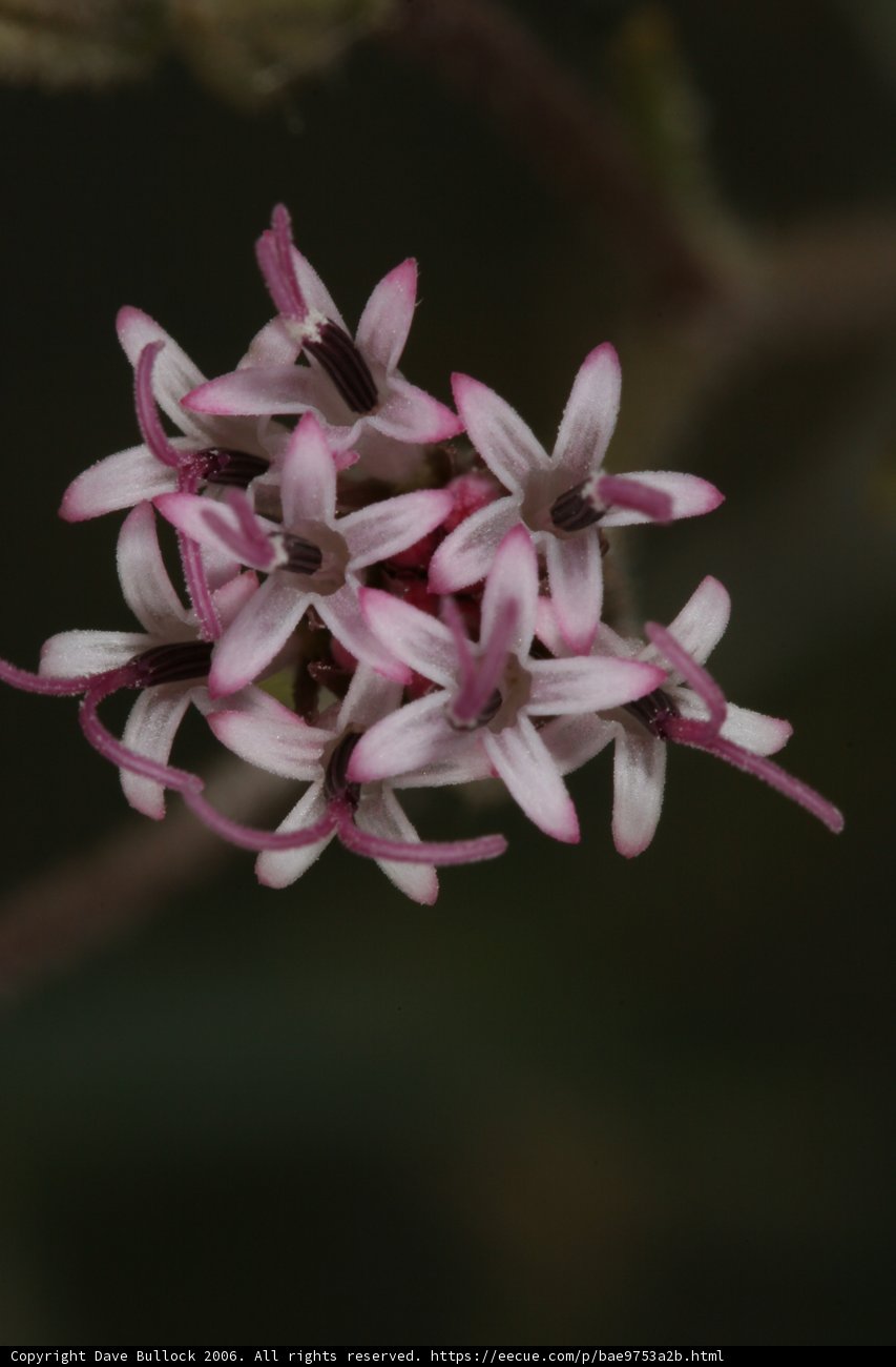 Pink Geranium Flower Close-Up