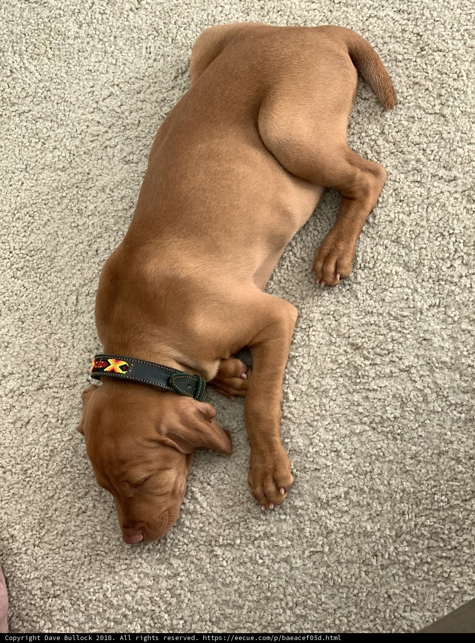 Resting Pup