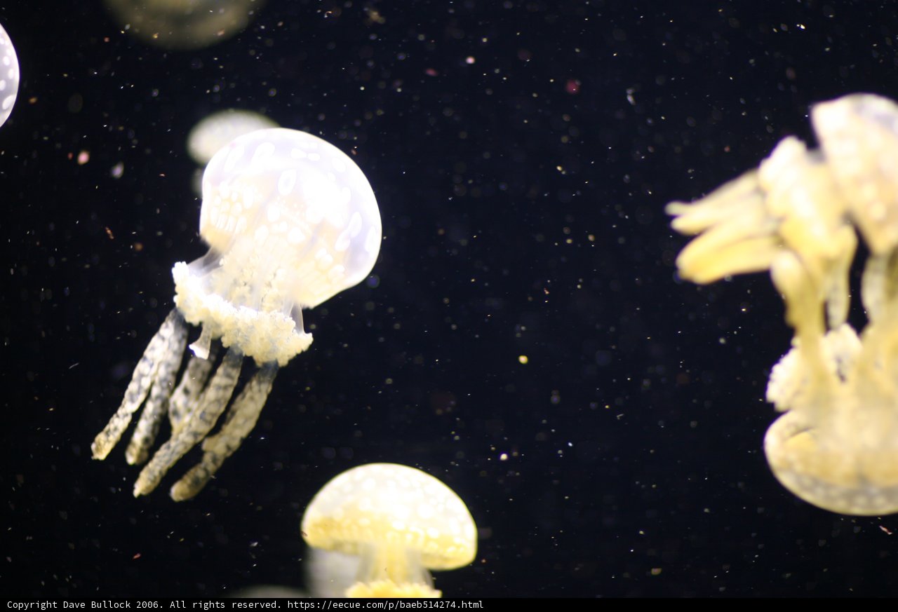 Captivating Jellyfish in the Aquarium