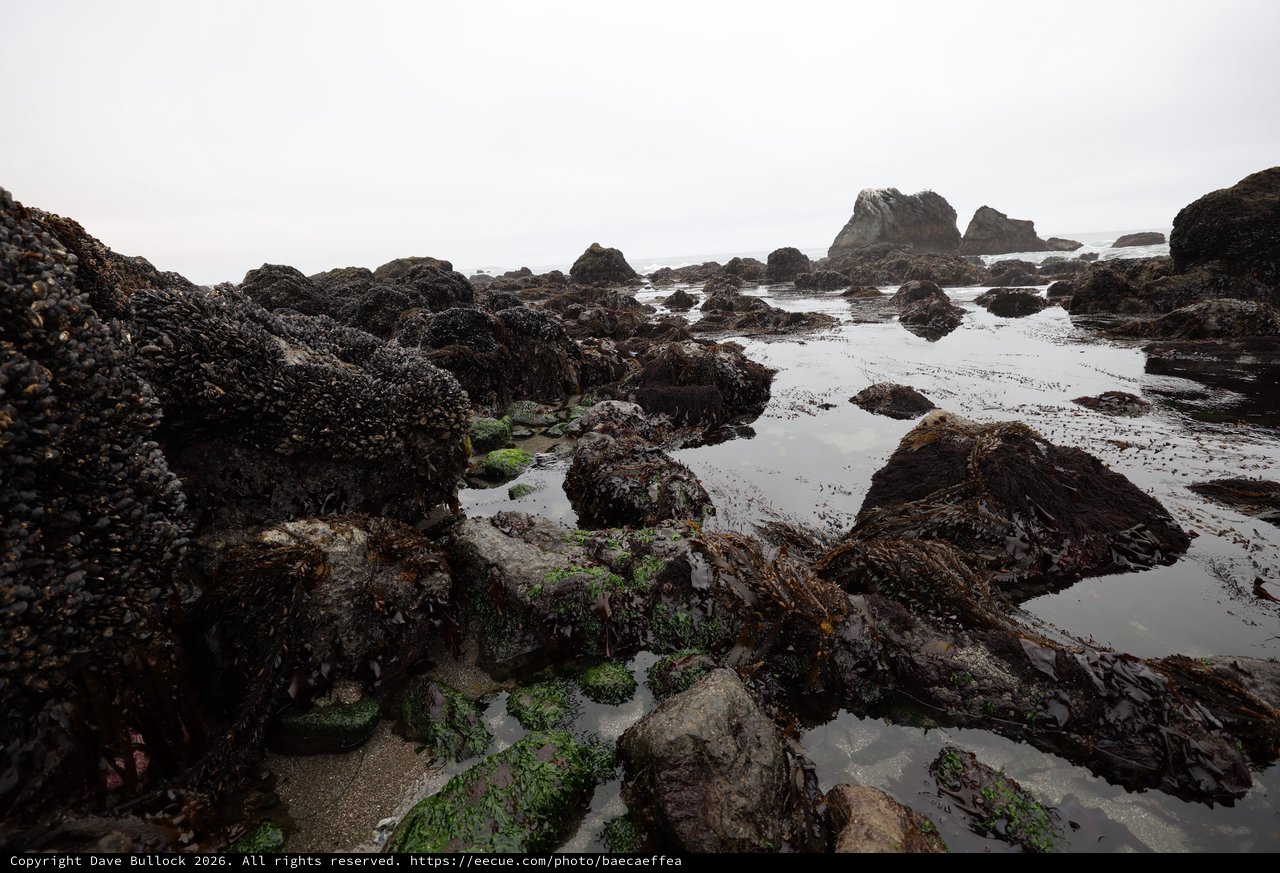 Rugged Tide Pools at Low Tide Schoolhouse Beach