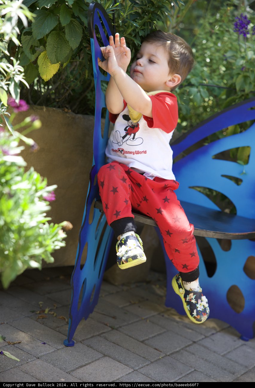 Butterfly Garden Dreams