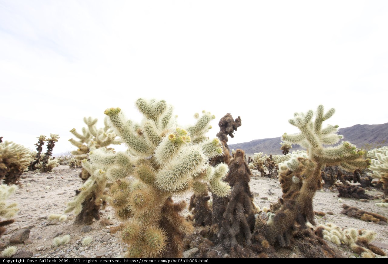 Cactus Oasis