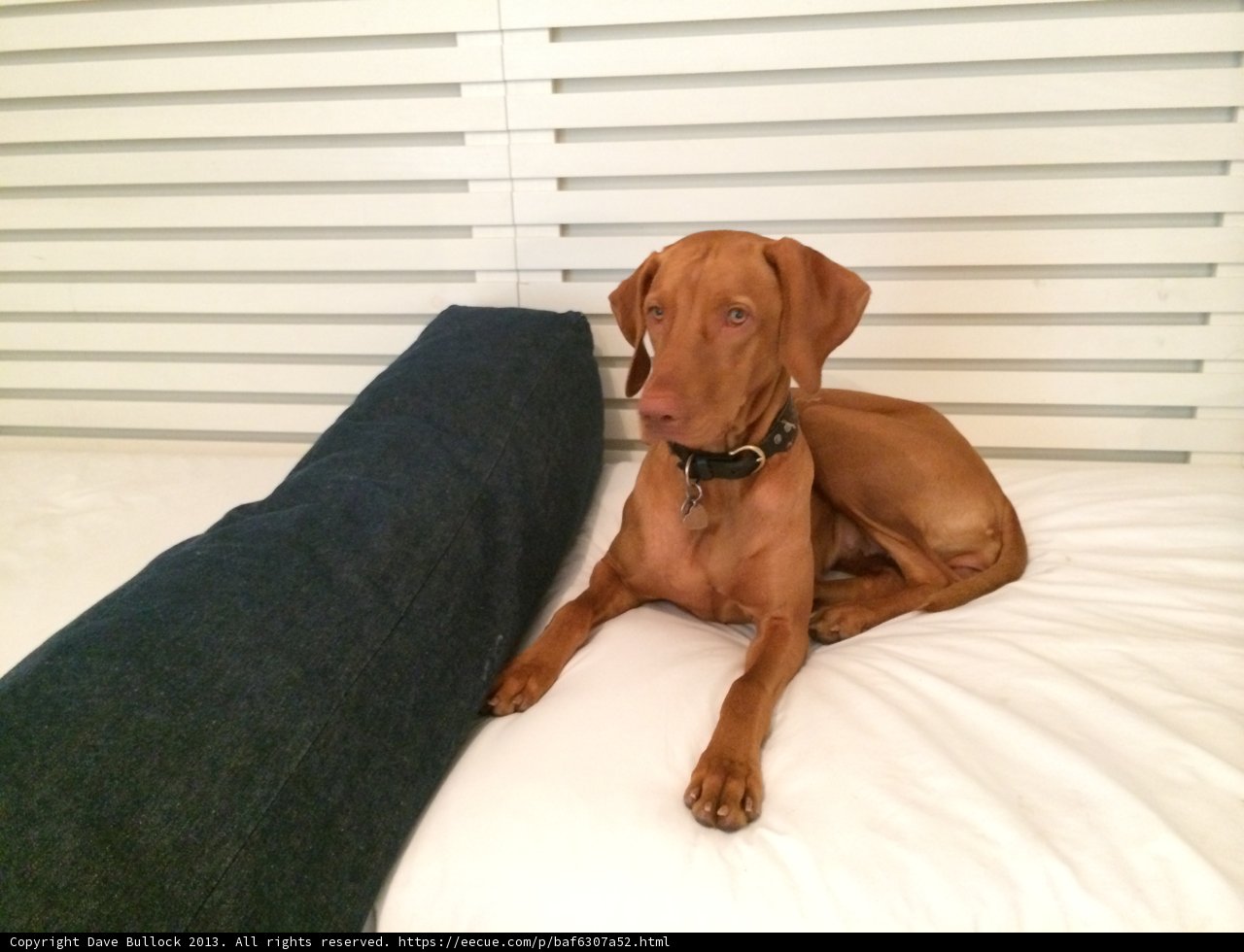 Home Decor at its Canine Best