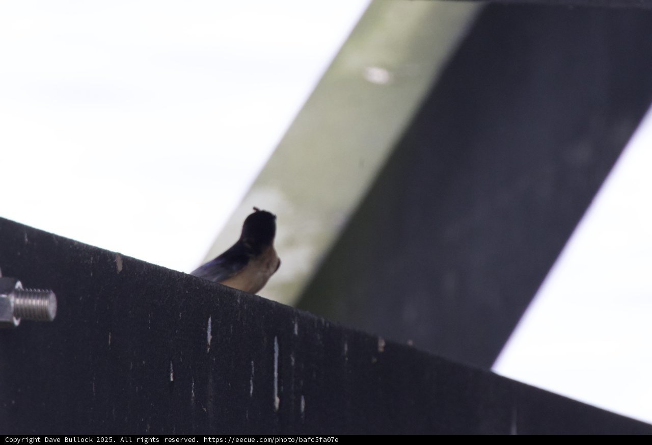 Hidden Observer in the Refuge