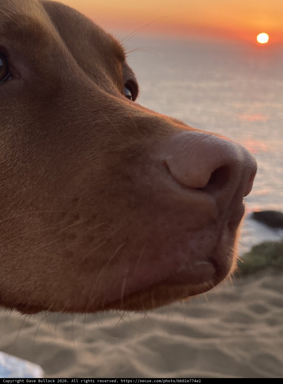 Basking in the Sunrise