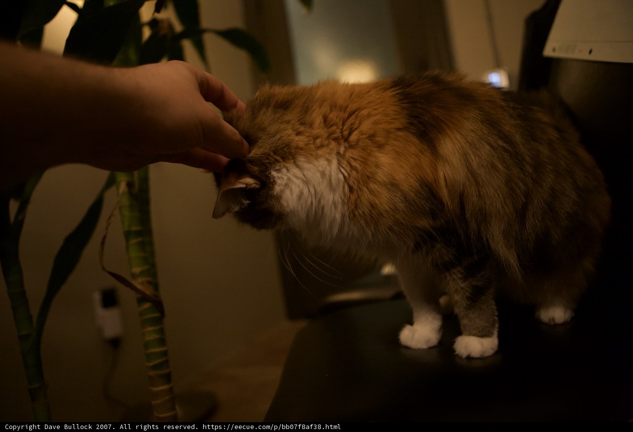 Midnight Cuddle Session