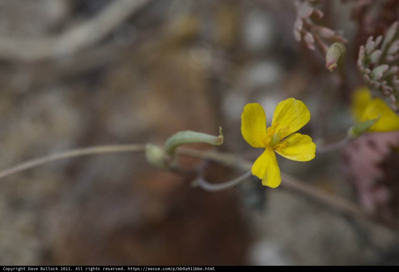 A solitary Geranium