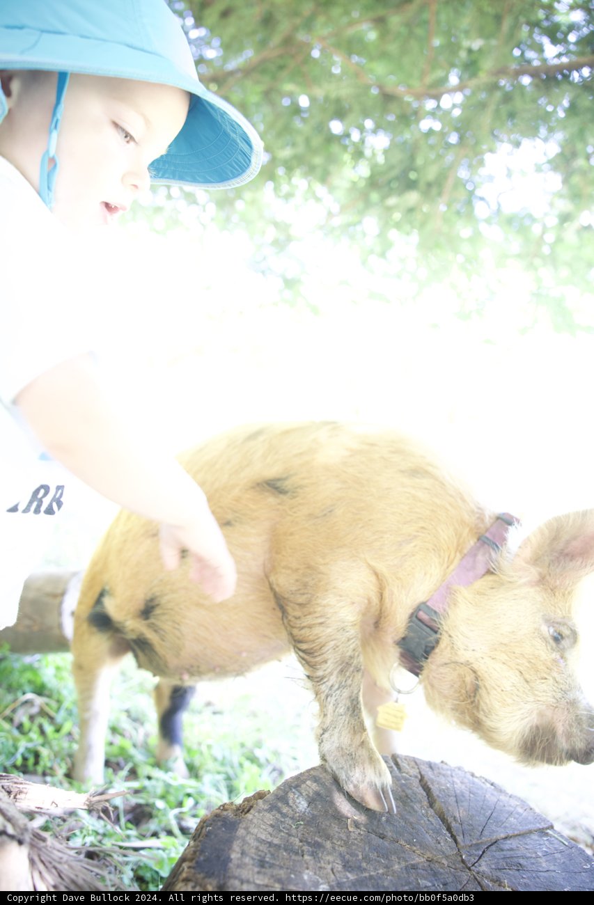 Child and Pig at Alemany Farm Earth Day Celebration