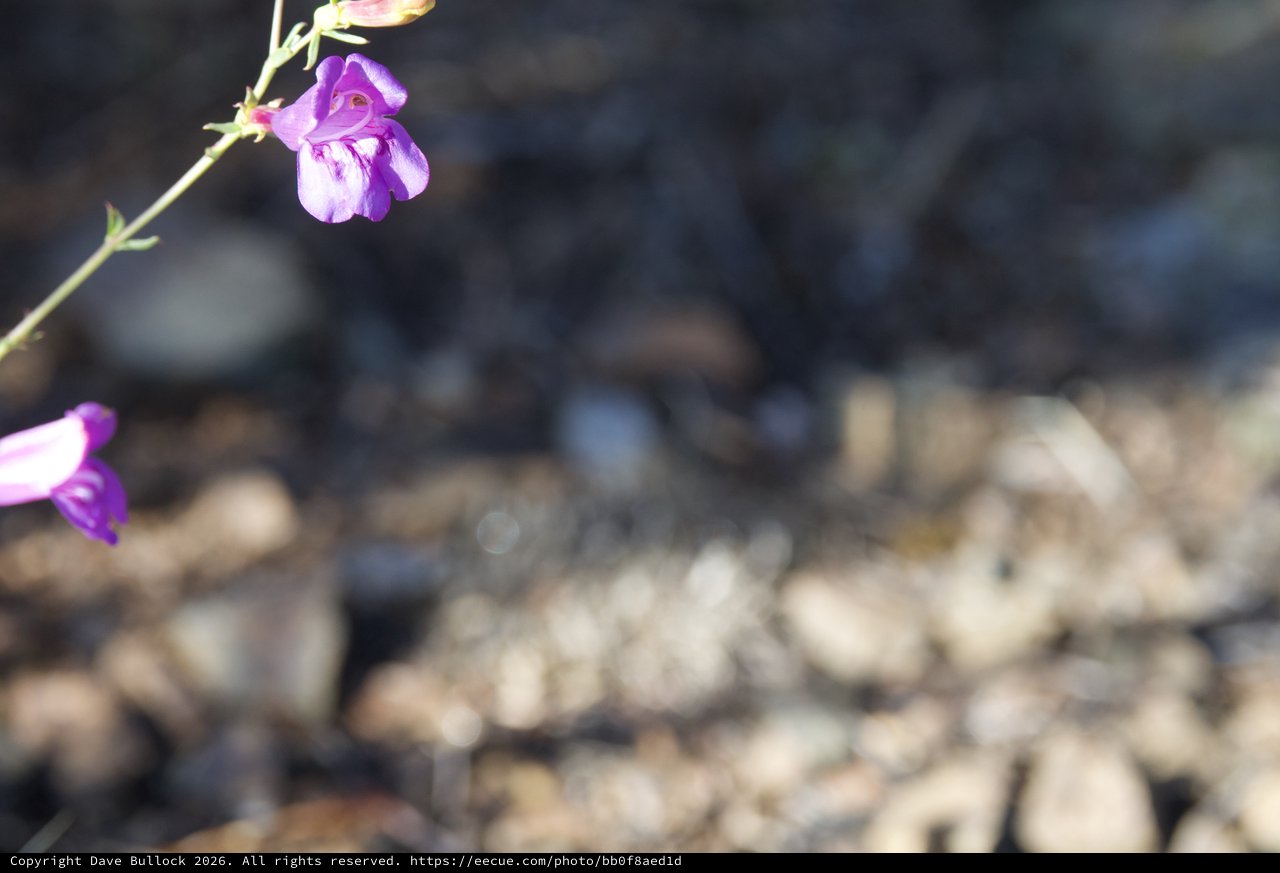 Purple Wildflowers Bloom on Rocky Mt. Diablo Trail