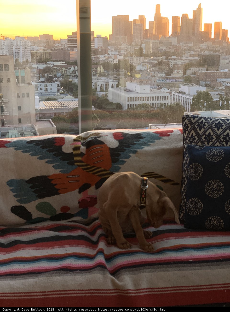 Cozy Canine Companion