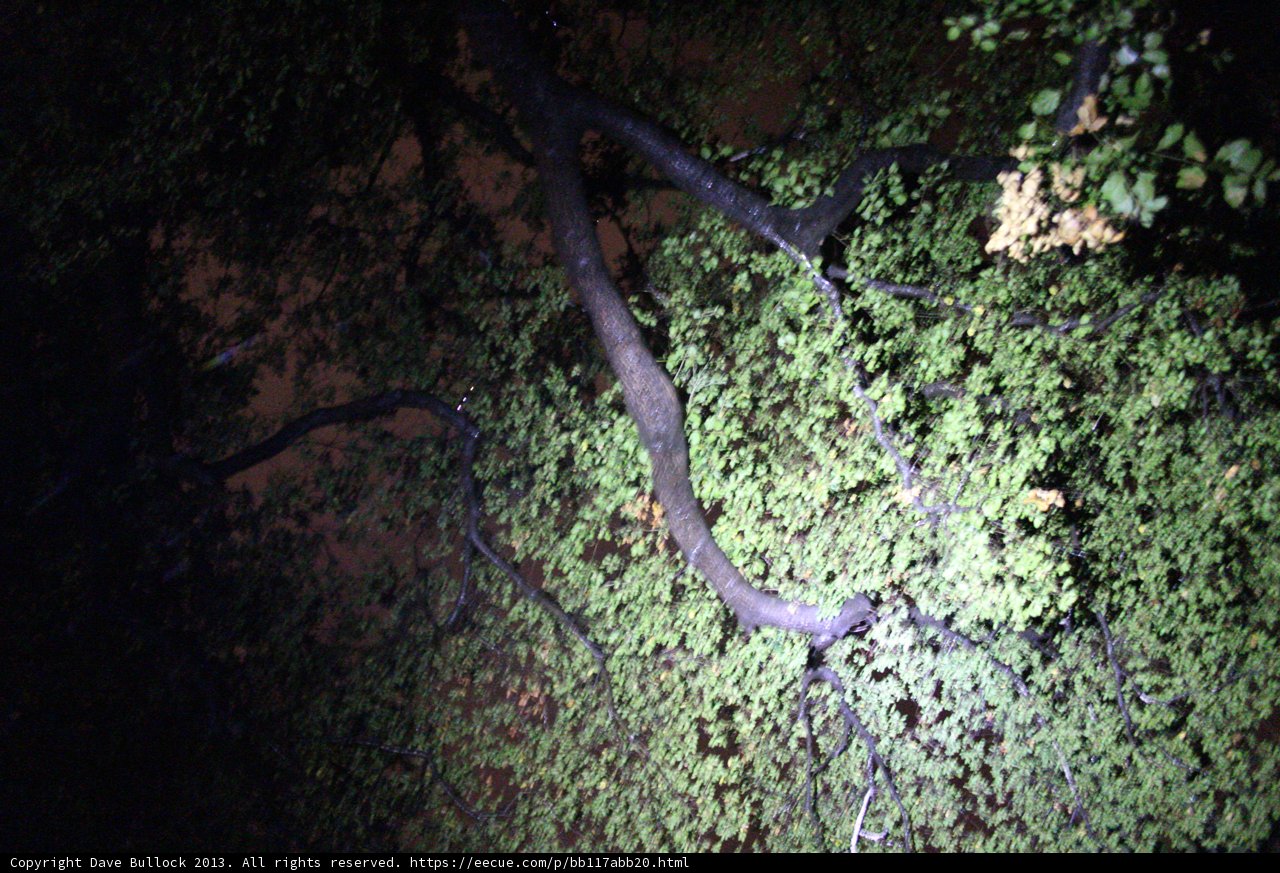 Nighttime foliage in Altadena