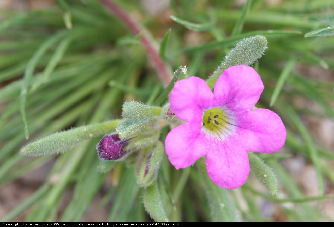 Pretty in Pink