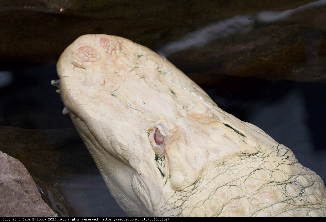 Enigmatic Encounter: The Albino Crocodile