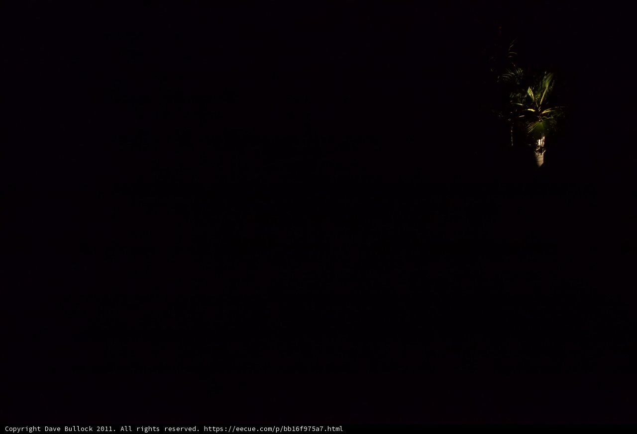 Lone Palm in the Dark