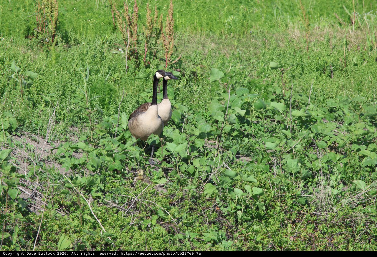 Canada Geese Pair Foraging in Wetland Vegetation