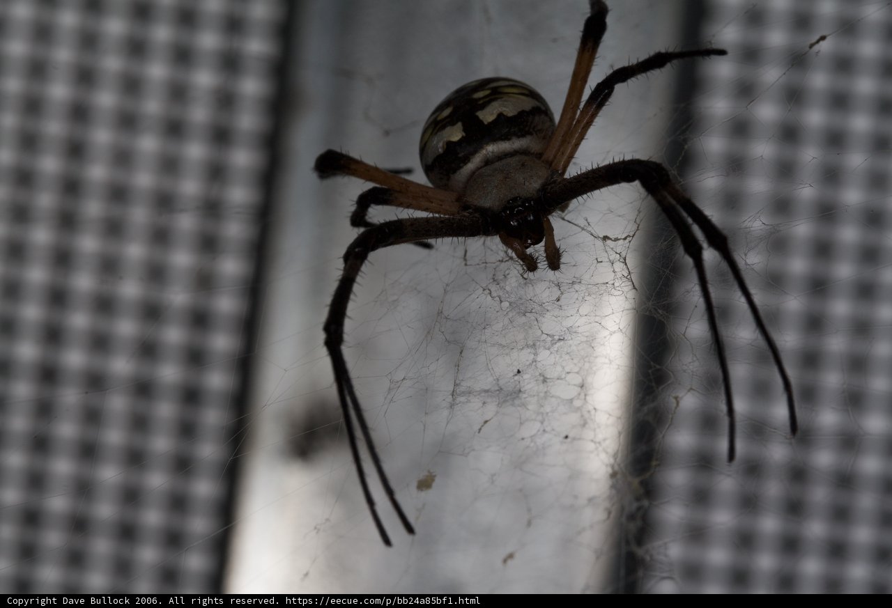 Arachnid In Action