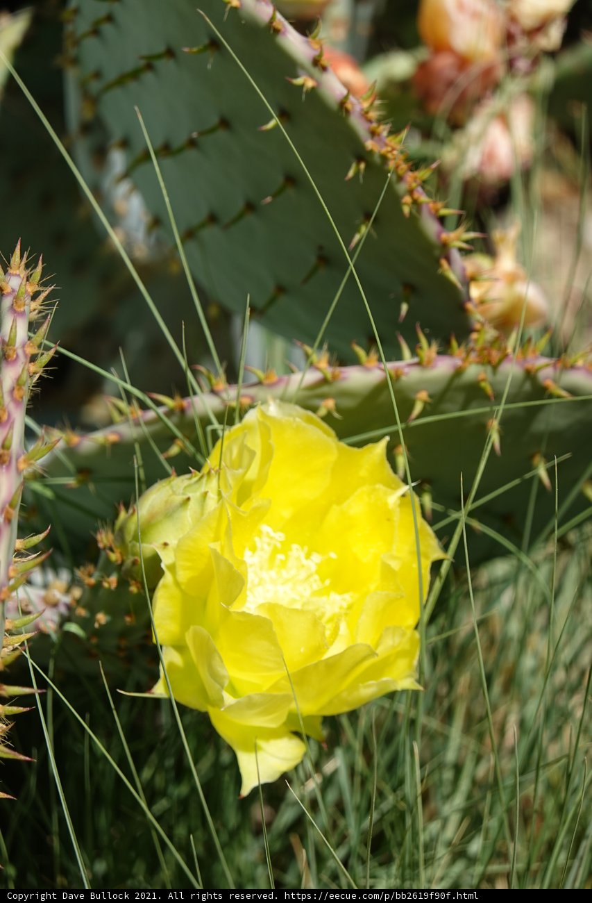 Desert Bloom