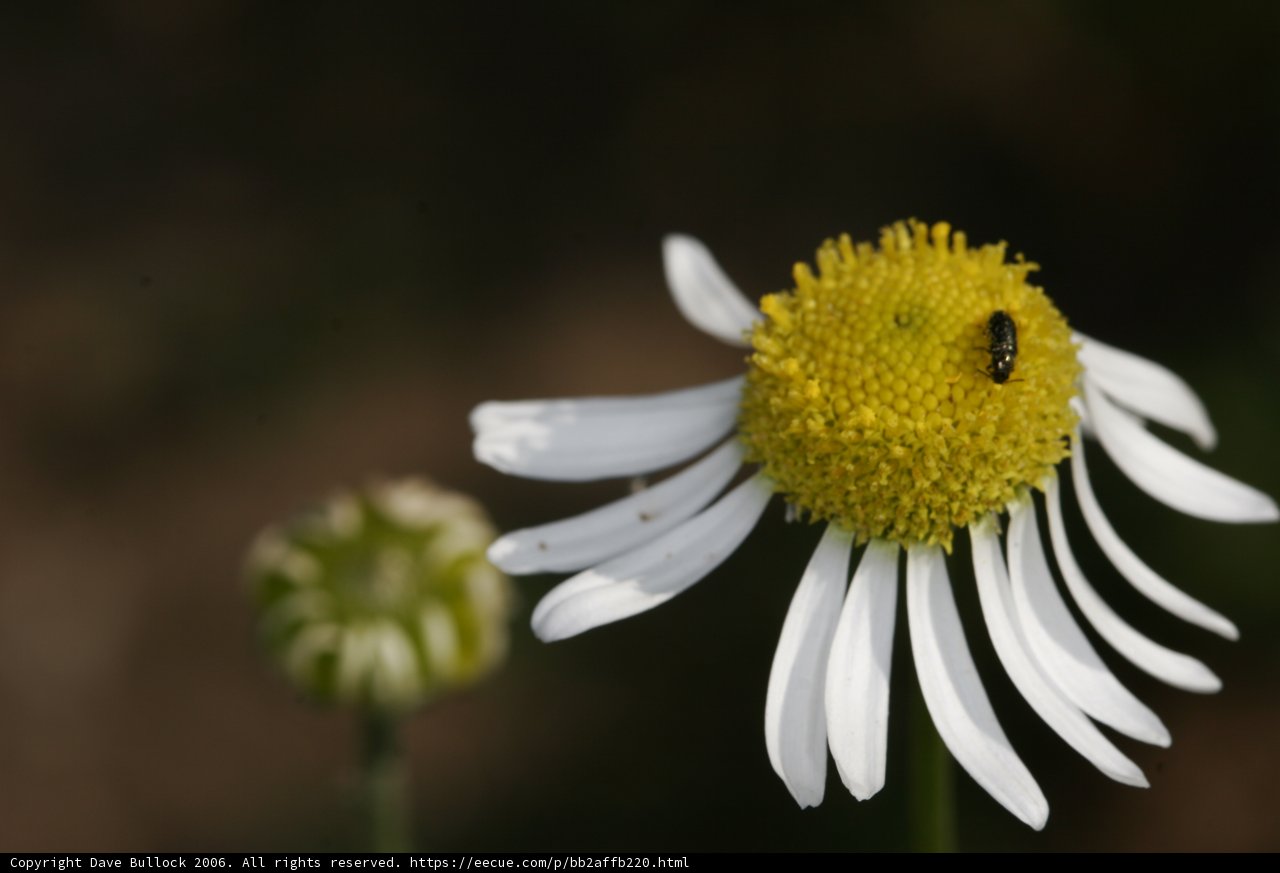 A Honey Bee Collecting Pollen from a Daisy Flower