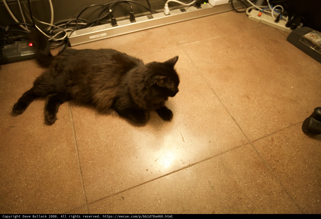 Moody Black Cat on Hardwood Floor