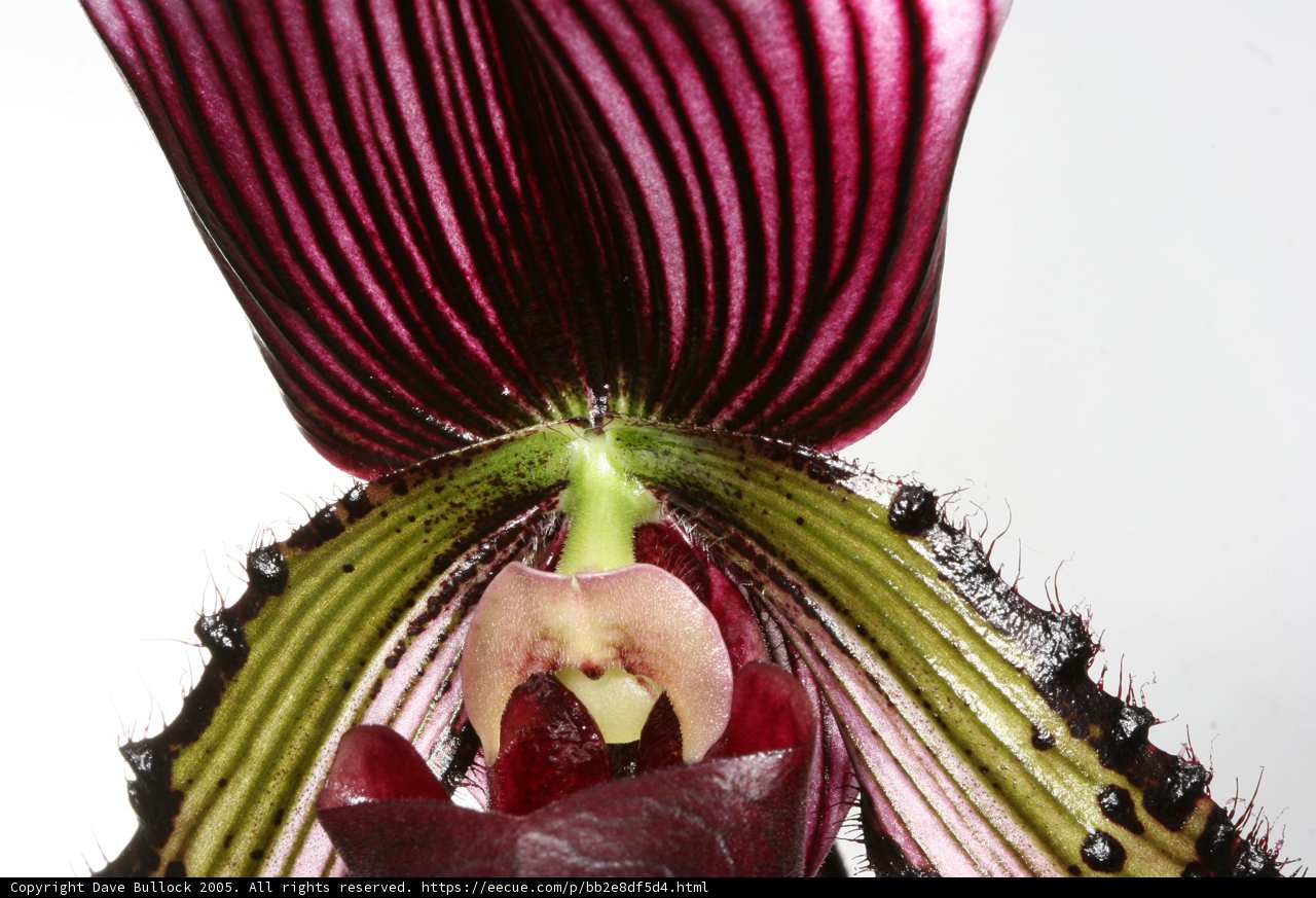 Delicate Orchid Blossom