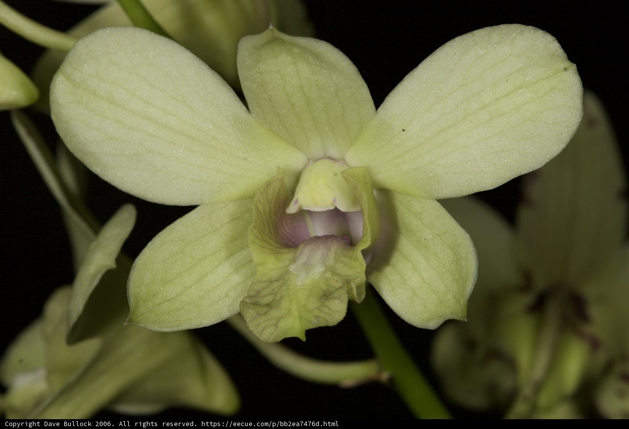 Radiant Green Orchid