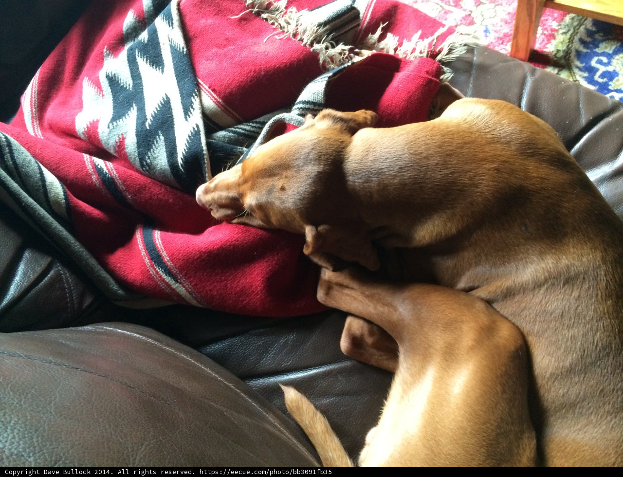 Dreaming on a Ridgeback Couch