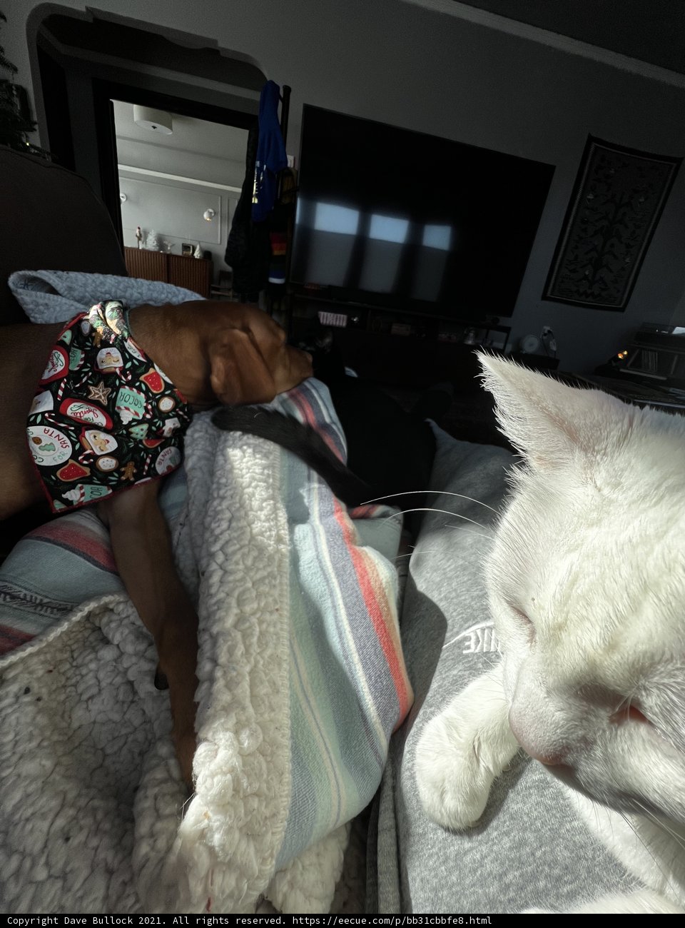 Companions on the Couch