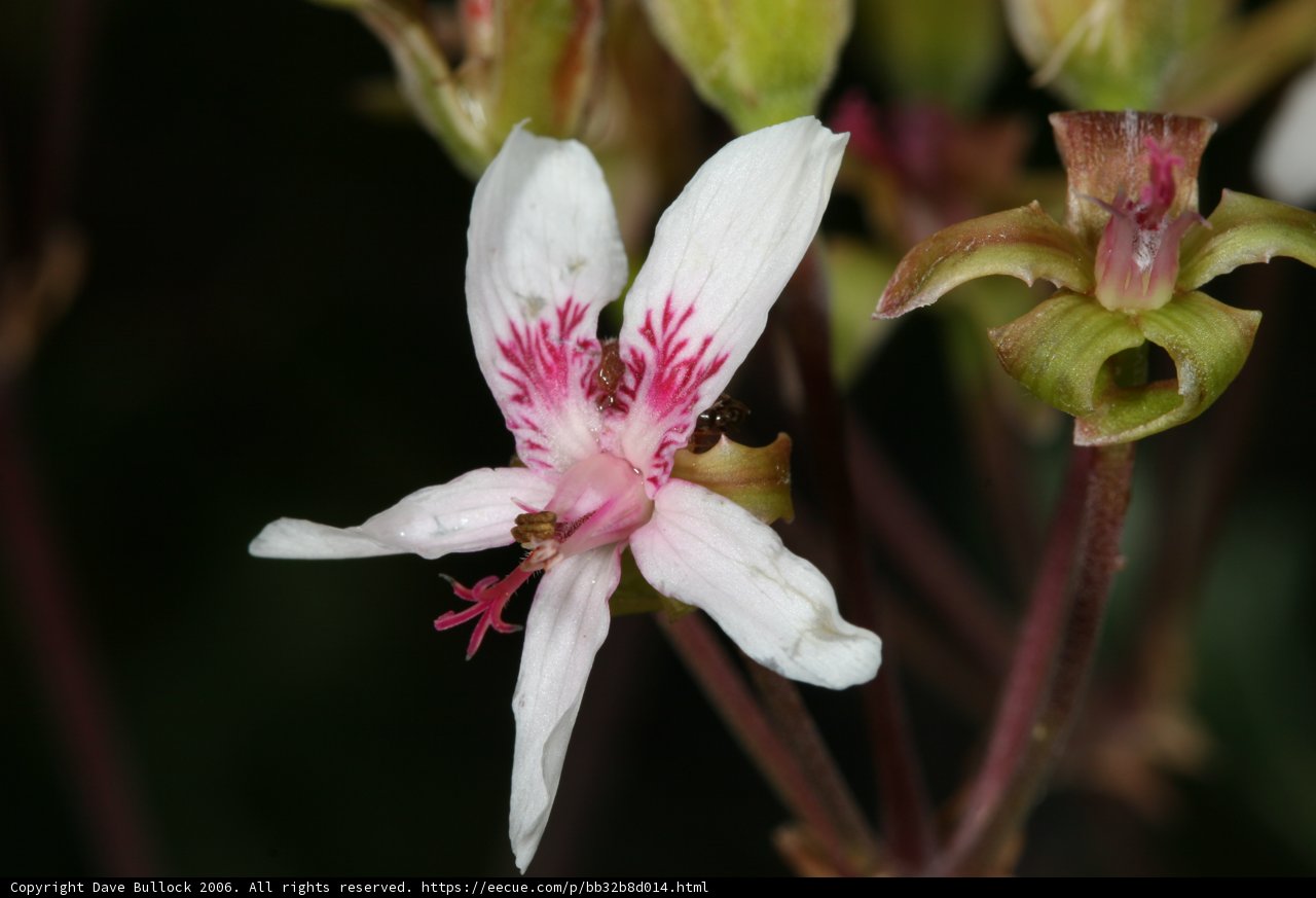 Busy Bee on a Lily