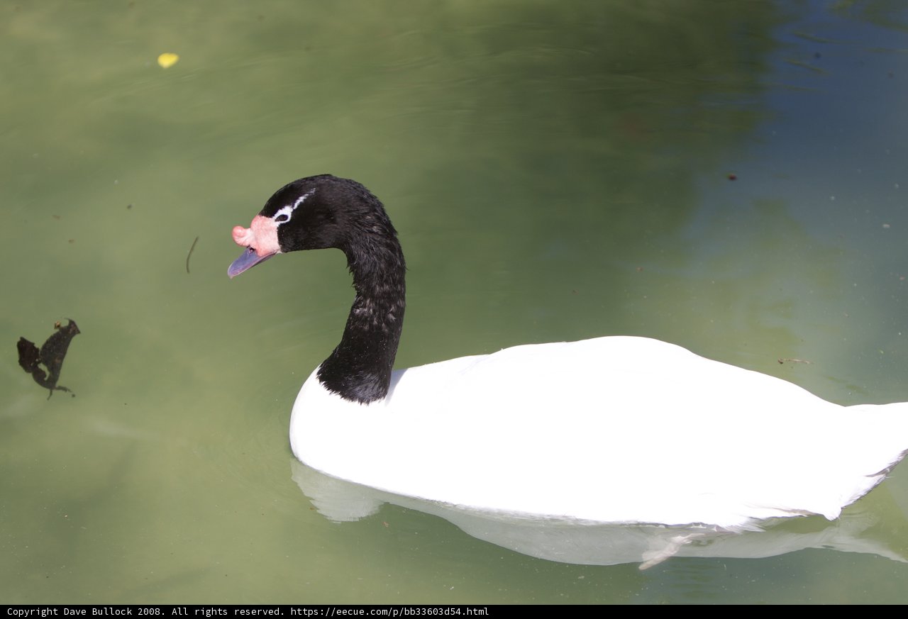 Graceful Waterfowl Duo